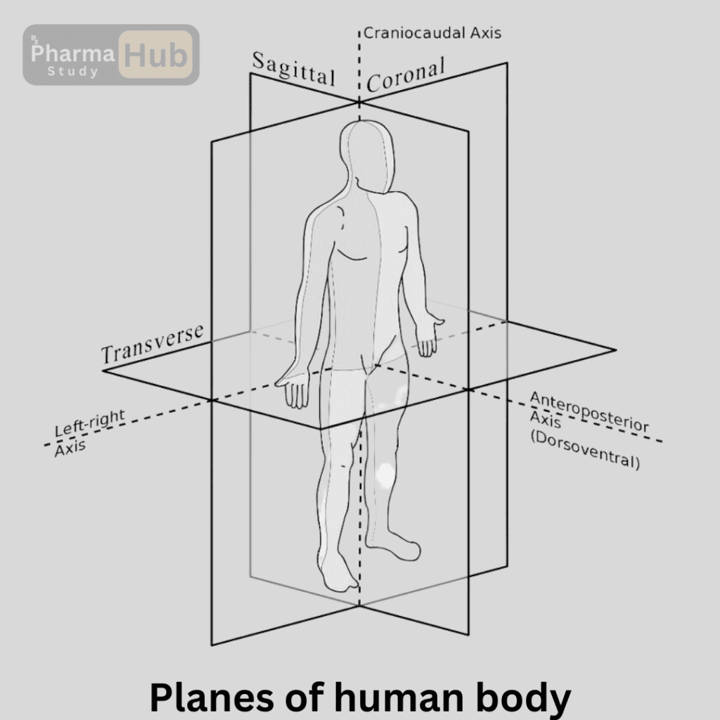 Planes of Human body