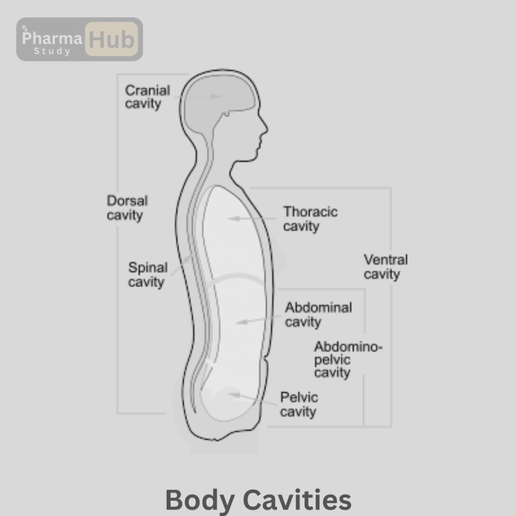 body Cavities