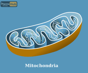 mitochondria img