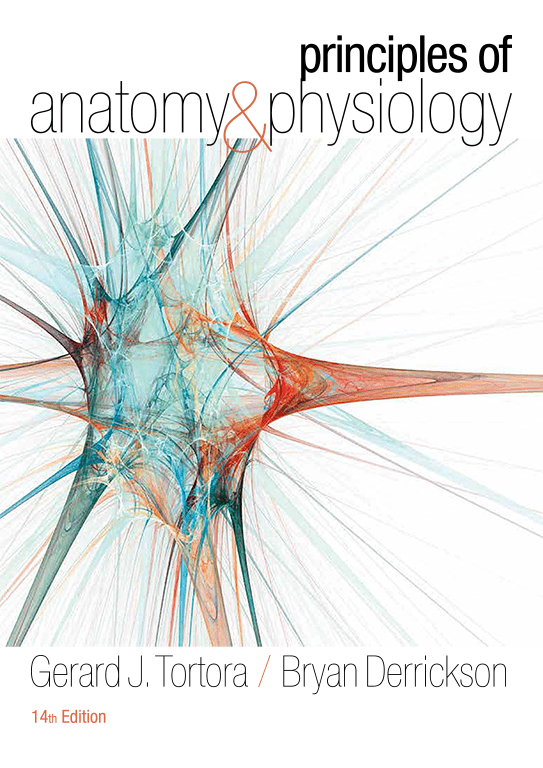 human anatomy and physiology