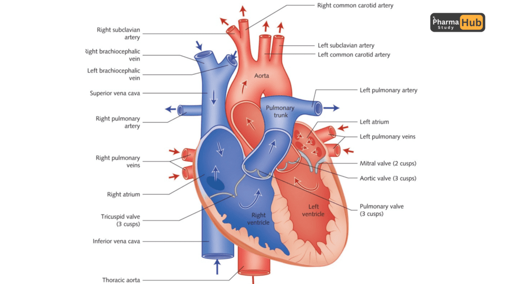 Anatomy of heart