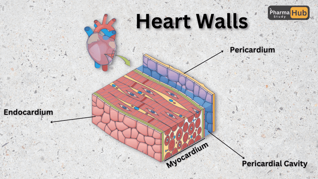 Unveiling the Heart: Anatomy and Physiology Of The Heart 2 Heart walls and Layers