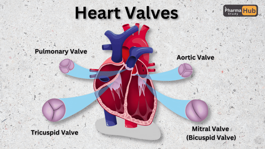 Unveiling the Heart: Anatomy and Physiology Of The Heart 3 heart valves