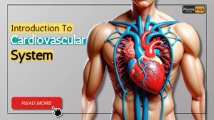 cardiovascular system