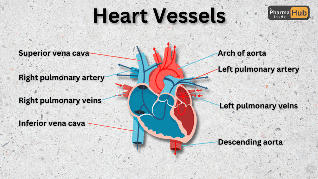 Unveiling the Heart: Anatomy and Physiology Of The Heart 4 Heart Vessels