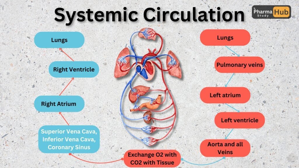 Unveiling the Heart: Anatomy and Physiology Of The Heart 5 Systemic Circulation of Blood